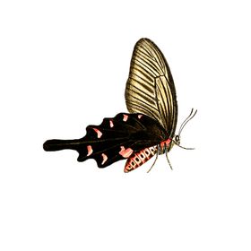 蝴蝶透明PNG免扣