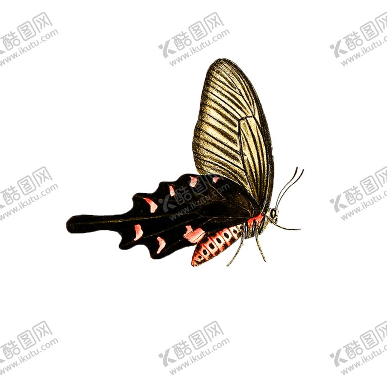 编号：33812305112200097620【酷图网】源文件下载-蝴蝶透明PNG免扣