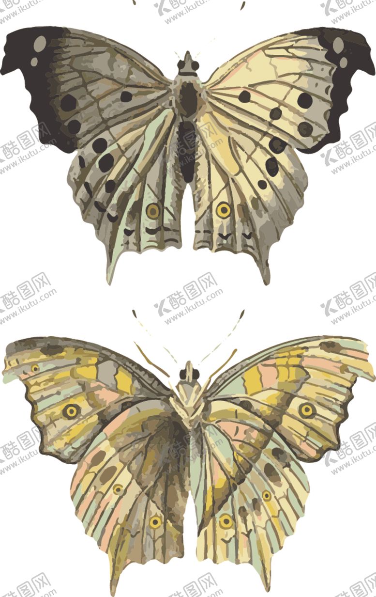 编号：76701910051715178150【酷图网】源文件下载-自然昆虫标本插画