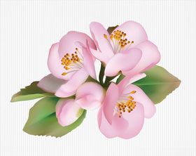 矢量桃花