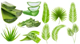 植物