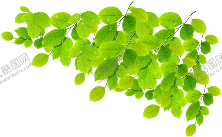 编号：74781306190342296406【酷图网】源文件下载-绿色相框