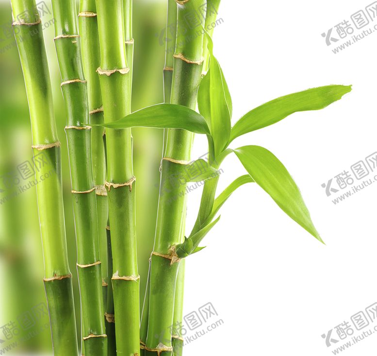 编号：22287410101443184660【酷图网】源文件下载-绿色背景