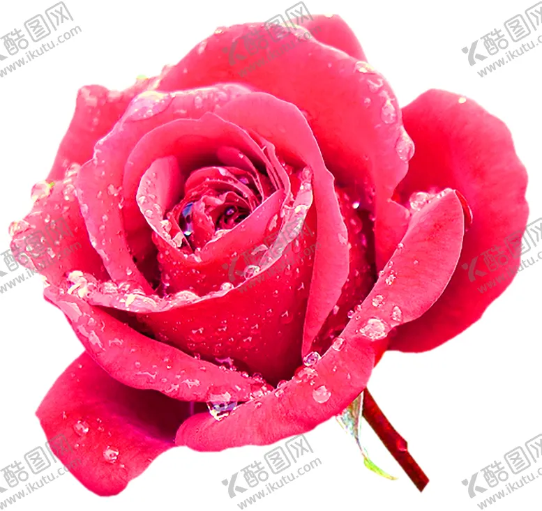 编号：82104106231733359768【酷图网】源文件下载-鲜花装饰
