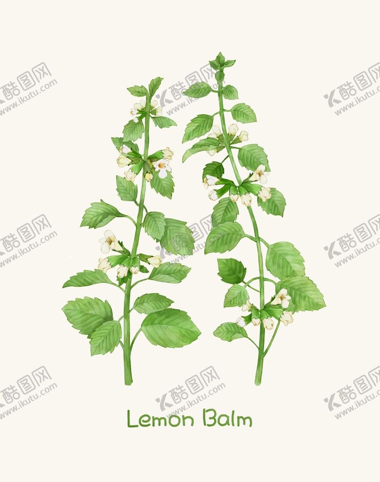 编号：41943710070438058446【酷图网】源文件下载-手绘植物