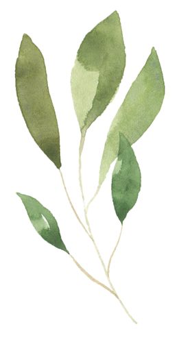 手绘植物花卉