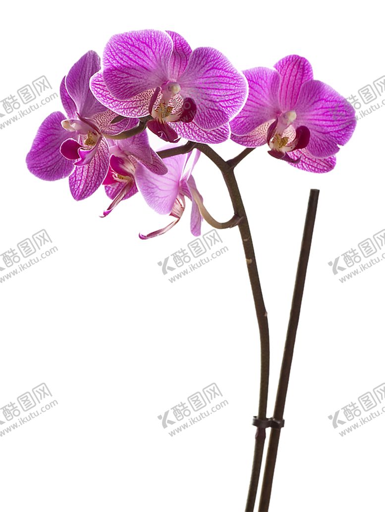 编号：58266506160201225198【酷图网】源文件下载-鲜花素材