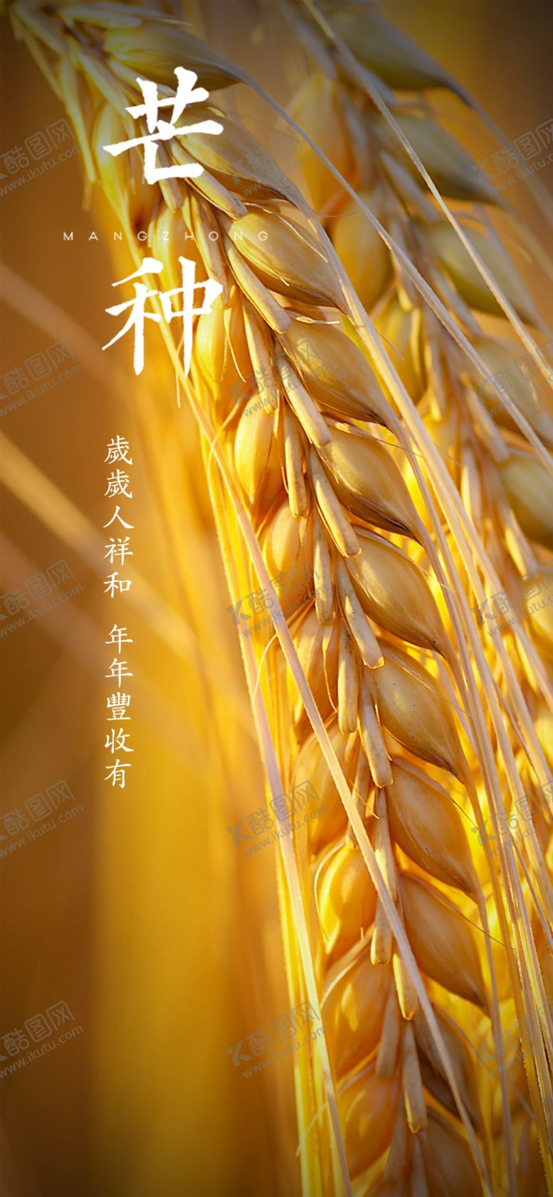 编号：63859402101205515771【酷图网】源文件下载-芒种节气宣传海报展板
