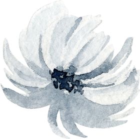 水彩绘画花朵树枝装饰