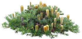 免扣花卉素材