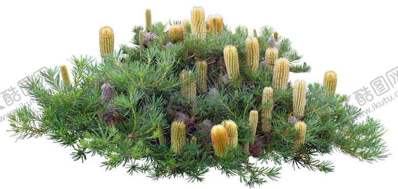 编号：72554709182313271791【酷图网】源文件下载-免扣花卉素材