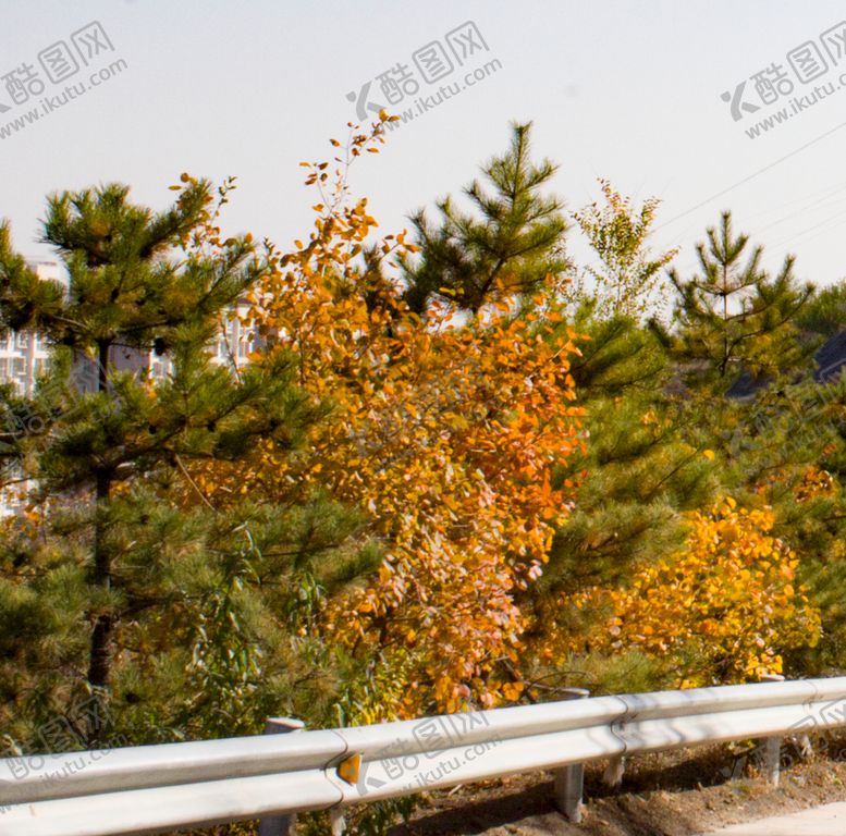 编号：94242706261934359277【酷图网】源文件下载-秋景