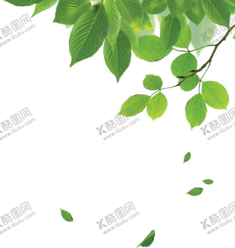 编号：24980706160454405621【酷图网】源文件下载-唯美精美清新自然健康树叶树枝