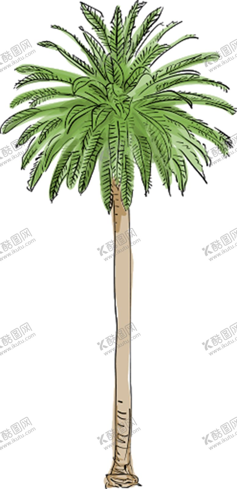 编号：15563809231853484708【酷图网】源文件下载-棕榈树