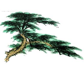 水墨中国风迎客松