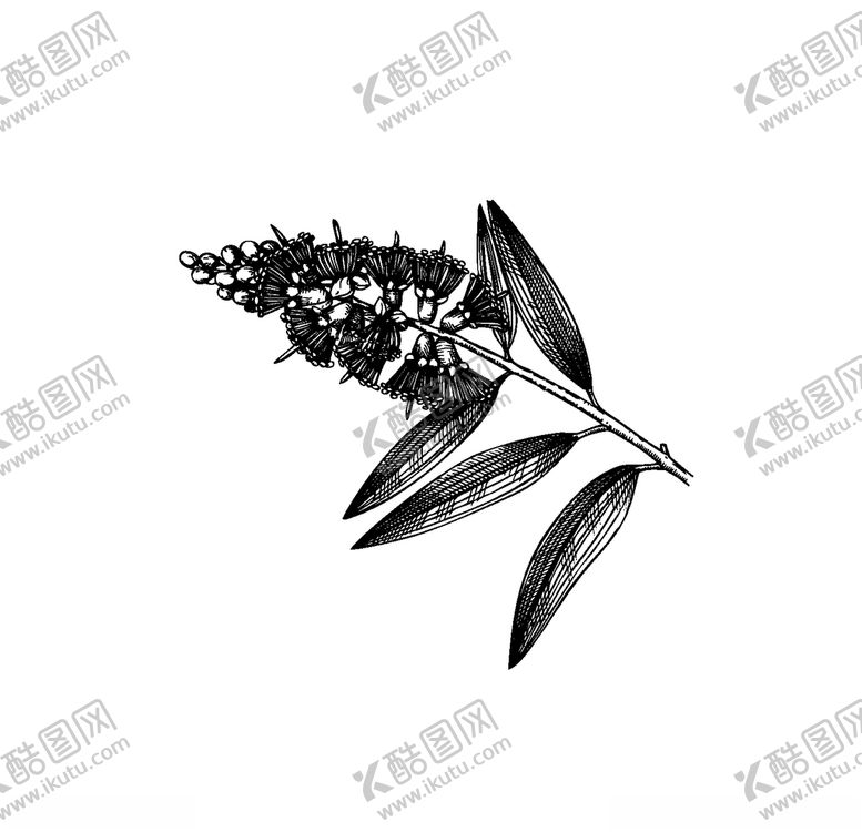 编号：27073907131825067436【酷图网】源文件下载-手绘植物