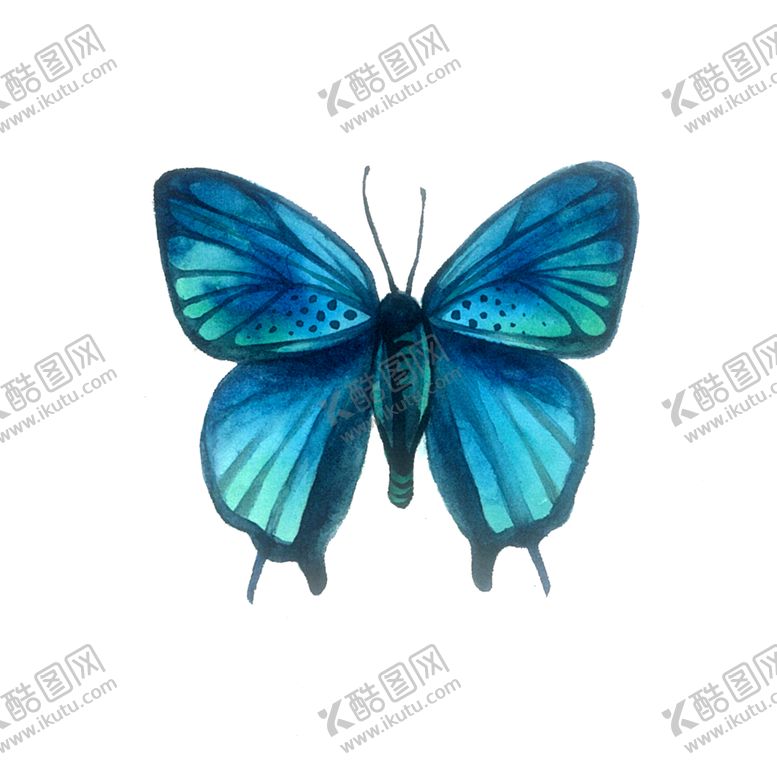 编号：85976402061453322384【酷图网】源文件下载-蓝色蝴蝶湖蓝翅膀昆虫