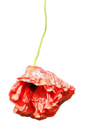 免抠背景干花枯花