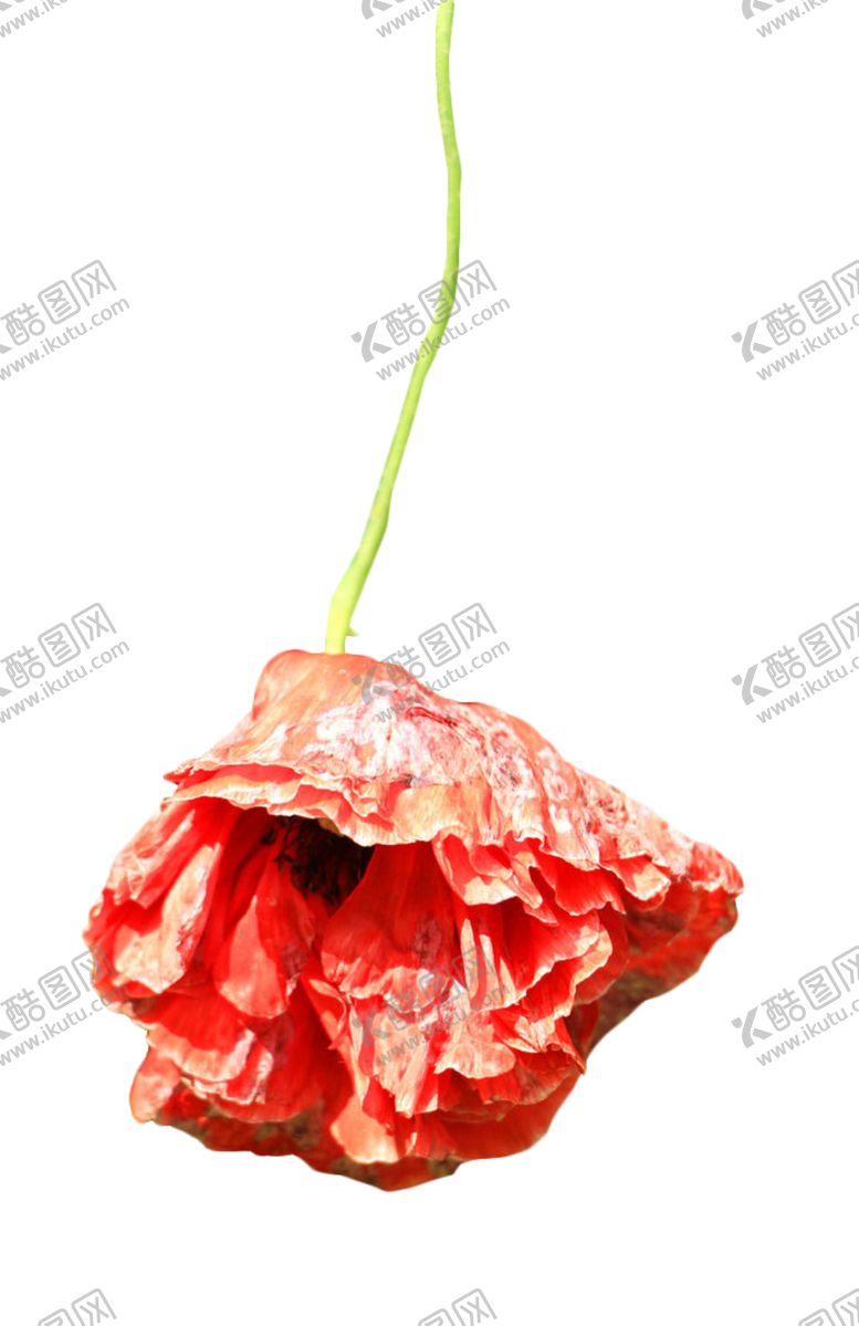 编号：81164509272000562814【酷图网】源文件下载-免抠背景干花枯花