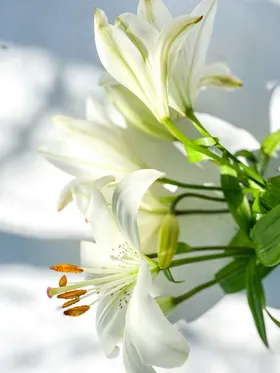 百合花摄影自然景观植物草