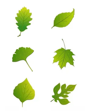 叶子素材