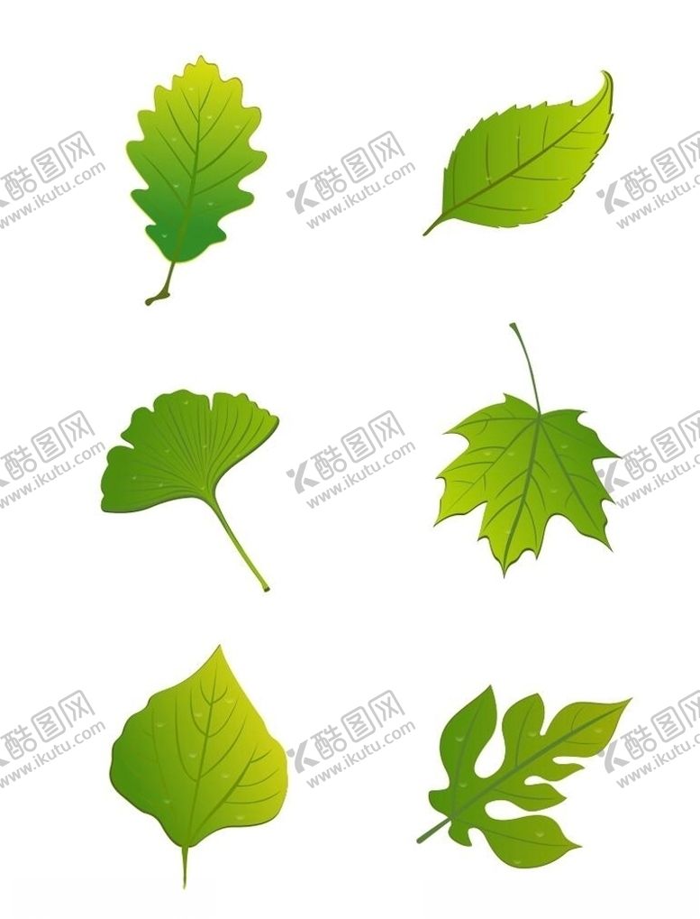 编号：97872310282311561091【酷图网】源文件下载-叶子素材