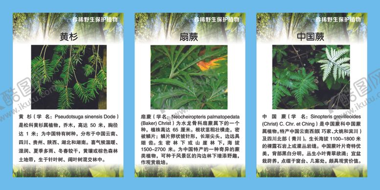 编号：69204109230429219478【酷图网】源文件下载-珍稀野生保护植物