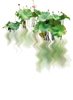荷花倒影