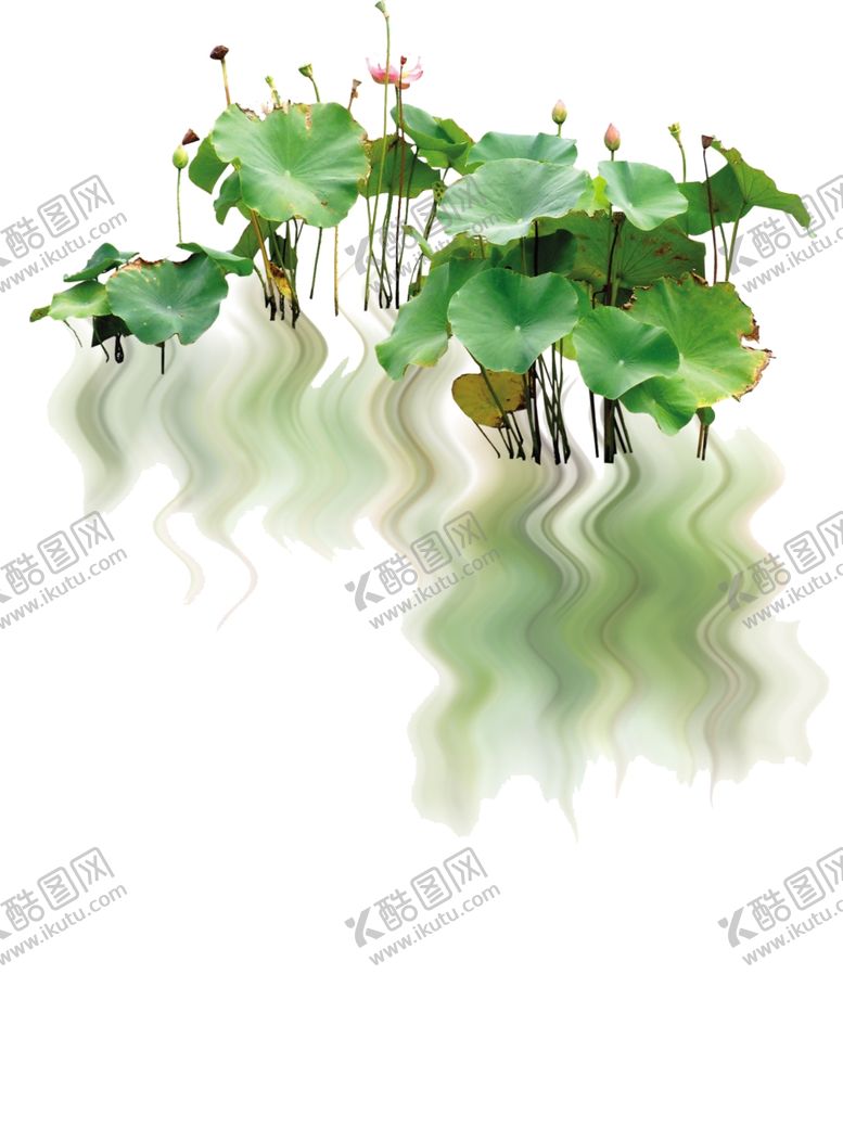编号：19030707040235409327【酷图网】源文件下载-荷花倒影