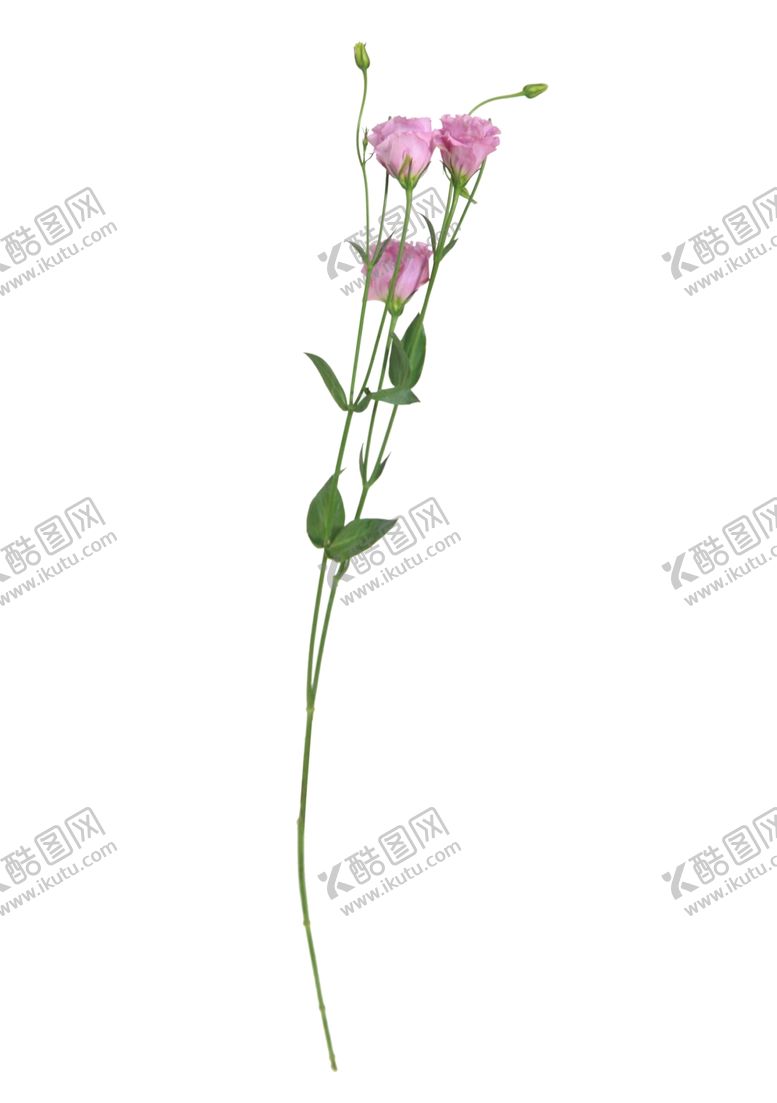 编号：89185307141205494579【酷图网】源文件下载-单只花退底鲜花花枝花朵