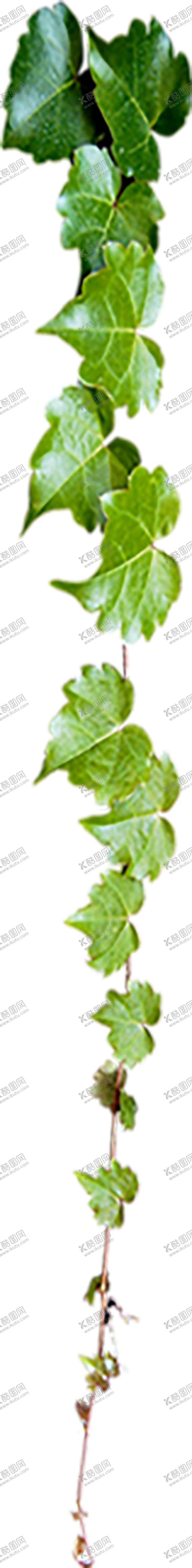 编号：70589707012338469954【酷图网】源文件下载-绿色相框