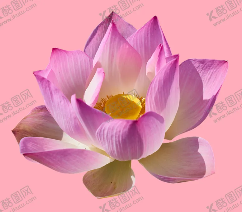 编号：69083110220351585472【酷图网】源文件下载-莲花