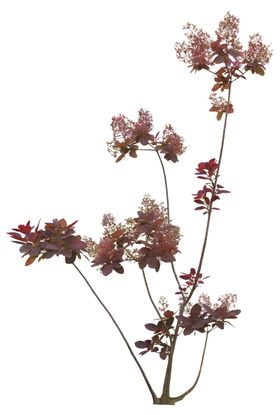 园林植物