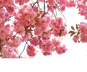 樱花创意绘画图案