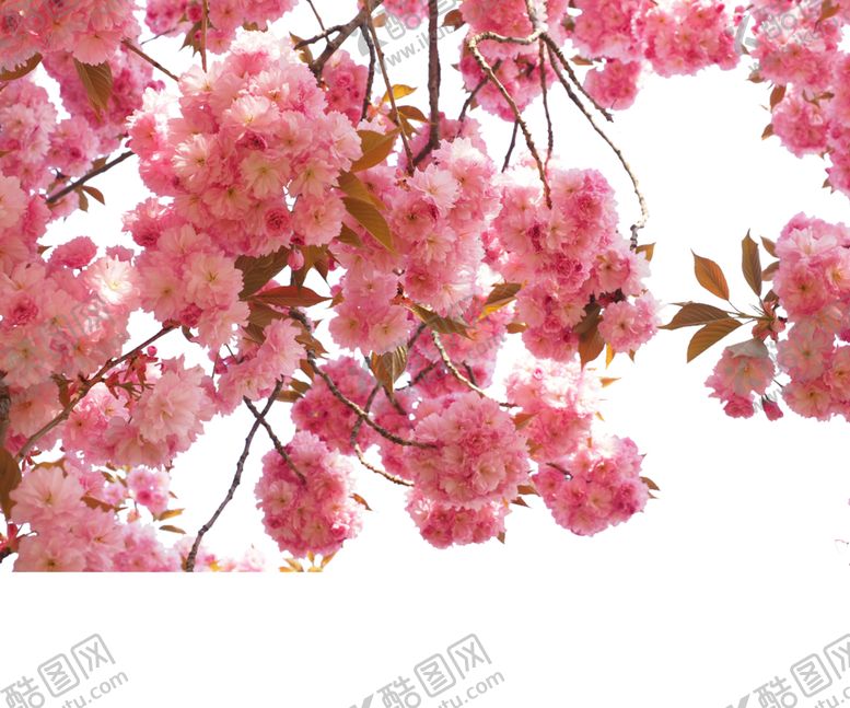 编号：19744109192150027369【酷图网】源文件下载-樱花创意绘画图案
