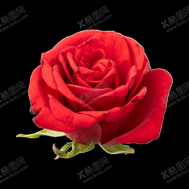 编号：58489511181933133628【酷图网】源文件下载-花卉 花朵 免扣花