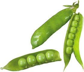 豌豆