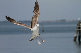 海鸥摄影生物世界鸟类