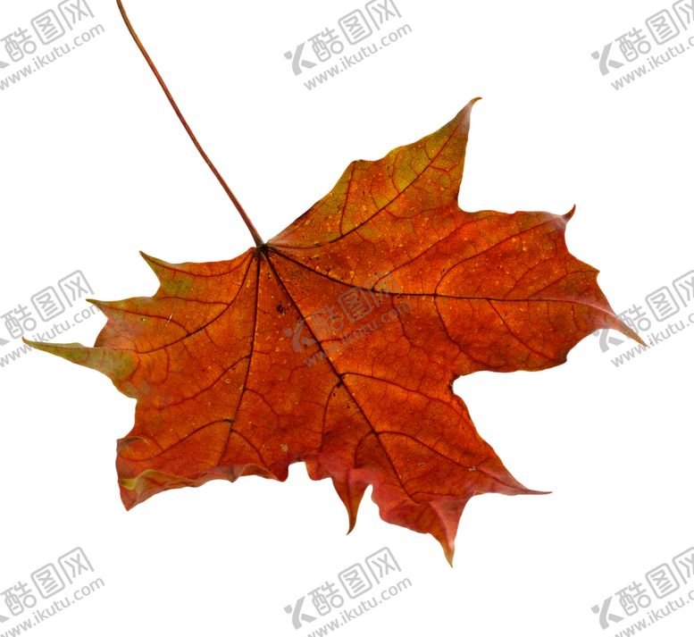 编号：69873610292245579858【酷图网】源文件下载-枫叶