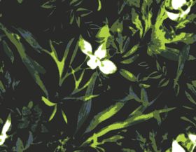 手绘花