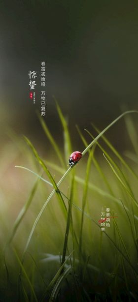 清明节牧童燕子节气海报