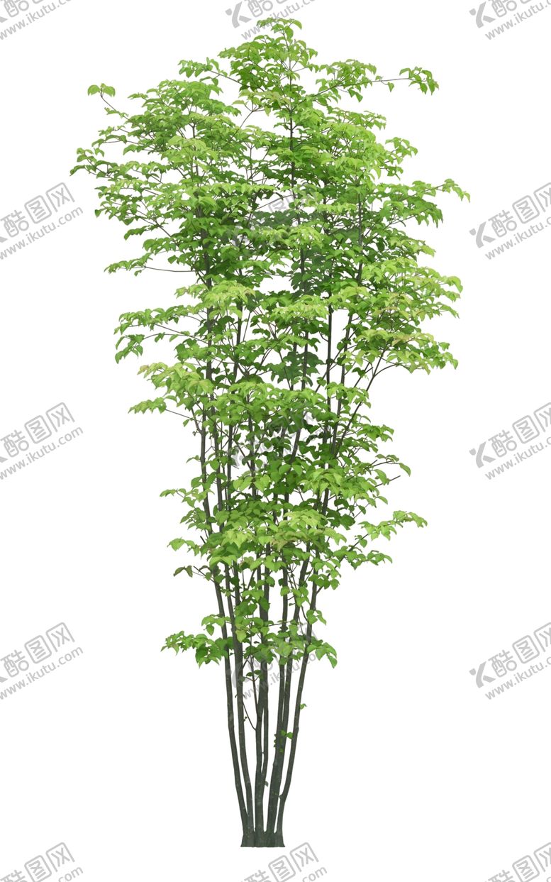 编号：88368807020405357050【酷图网】源文件下载-园林植物