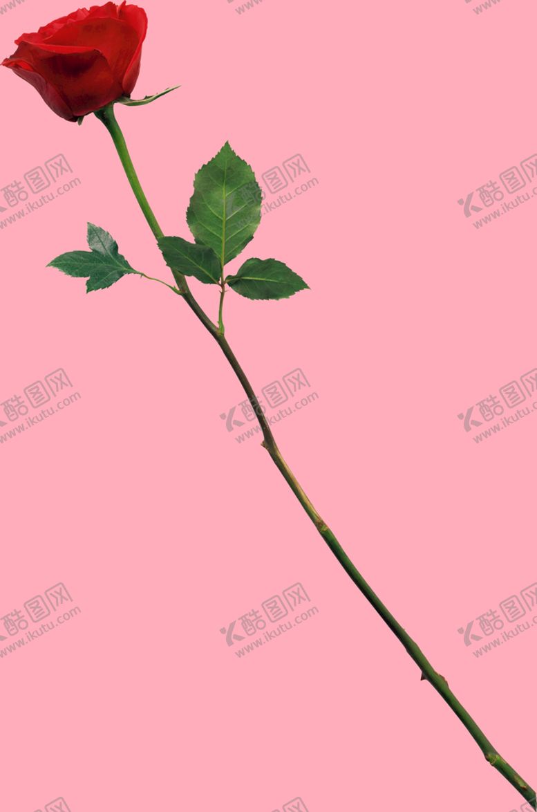 编号：65843710032337545713【酷图网】源文件下载-玫瑰花