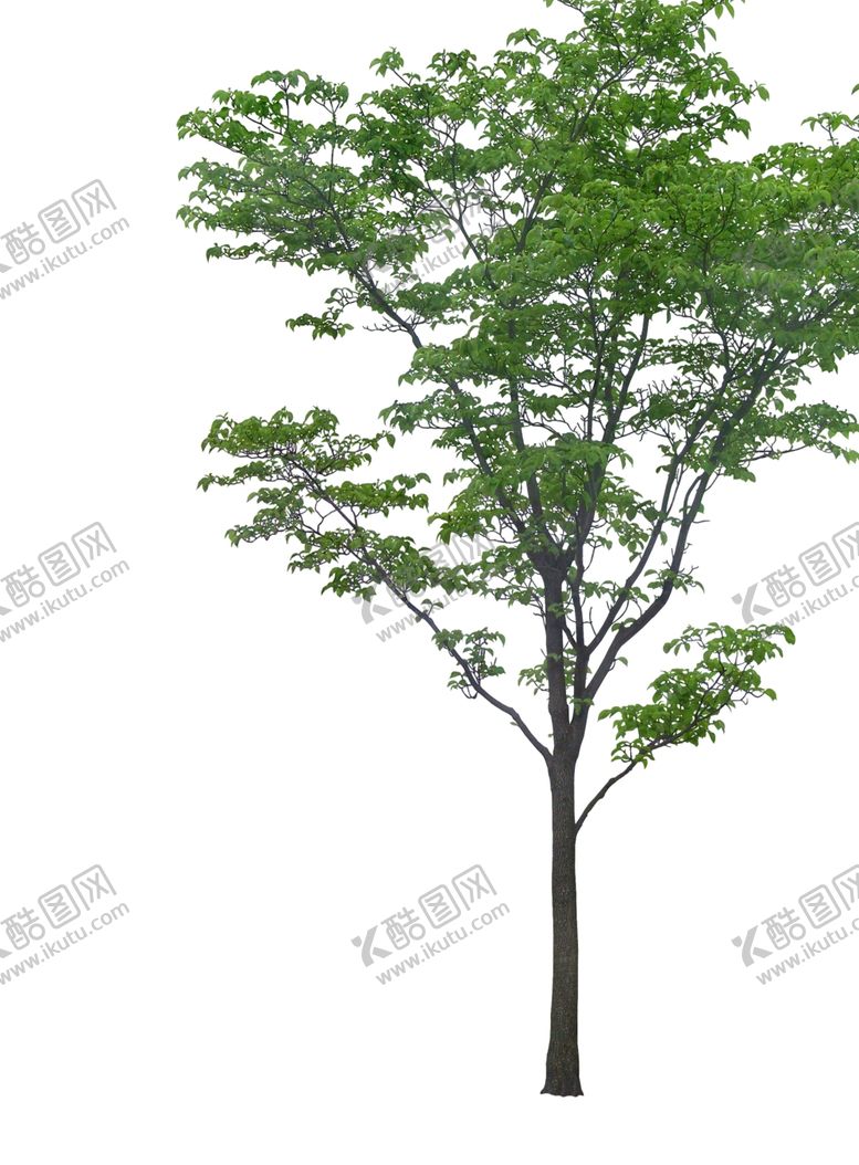 编号：14338810010807548708【酷图网】源文件下载-免扣植物树木素材图片