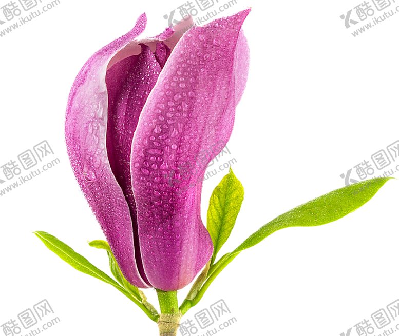 编号：33967309262257307724【酷图网】源文件下载-鲜花素材