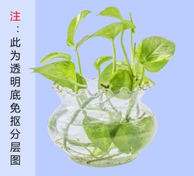 绿萝小植物