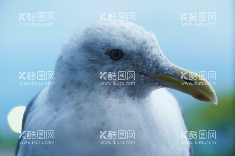 编号：78211611281102432471【酷图网】源文件下载-海鸥