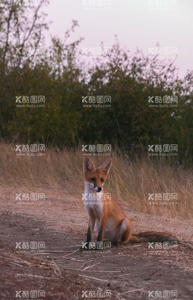 编号：38135612031144193404【酷图网】源文件下载-狐狸