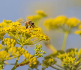 蜜蜂虫类生物世界摄影