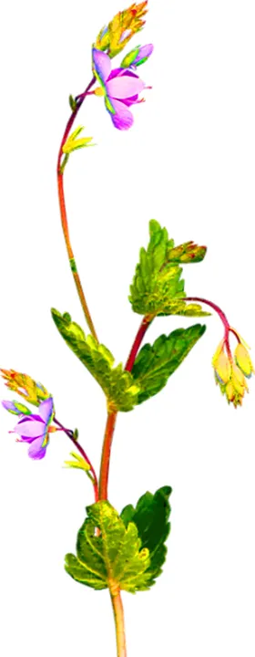 鲜花装饰
